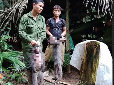 2 cá thể Voọc xám quý hiếm ở Vườn quốc gia Pù Mát bị bắn chết