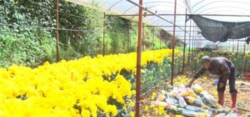 Giá hoa cúc "chạm đáy", nông dân Đà Lạt ngậm ngùi nhổ bỏ hàng loạt