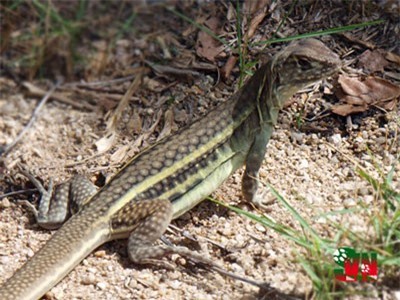 Khám phá thú vị loài nhông cát độc đáo có ở Việt Nam