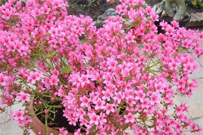 CLIP: Cẩn thận với độc tố của những loài hoa này khi chơi Tết