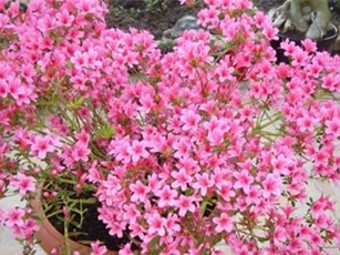 CLIP: Cẩn thận với độc tố của những loài hoa này khi chơi Tết