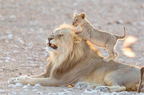 Nổi tiếng là loài vật hung dữ nhưng sư tử đực vẫn bị con này ‘hành’