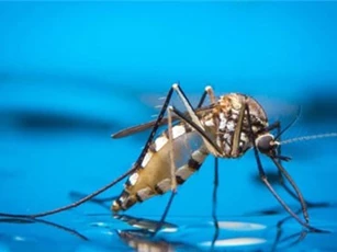 Tìm ra phương pháp mới làm giảm sinh sản của muỗi