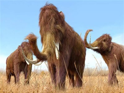 Bất ngờ tìm thấy ADN voi ma mút ở Campuchia