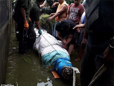 Cá sấu khổng lồ nhảy cao chưa từng thấy đớp người ăn thịt ở Indonesia