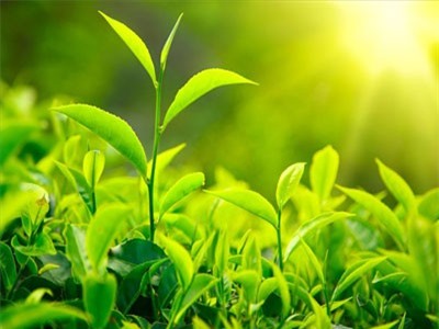 Giải nhiệt ngày nóng bằng thức uống có nguồn gốc tự nhiên