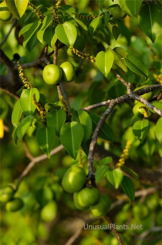 Manchineel