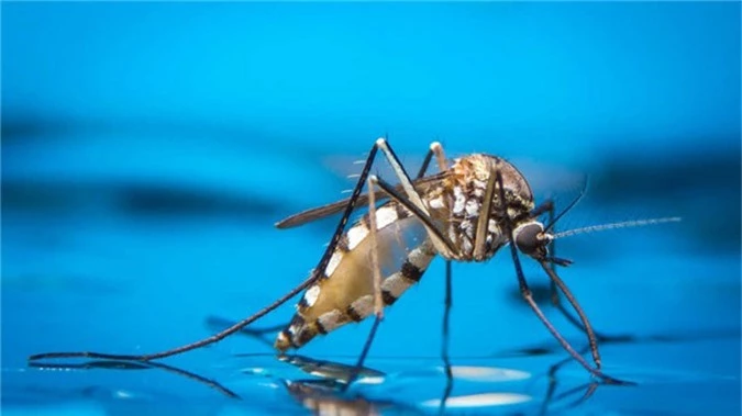 Các nhà nghiên cứu vừa phát hiện ra cách làm cho loài muỗi hạn chế việc sinh sản.