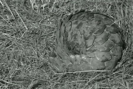 Clip: Loài vật trong sách đỏ bị sư tử 'đùa giỡn' như quả bóng