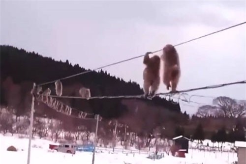 CLIP: Bầy khỉ đi trên dây điện thoại tránh lạnh chân gây ‘bão mạng’