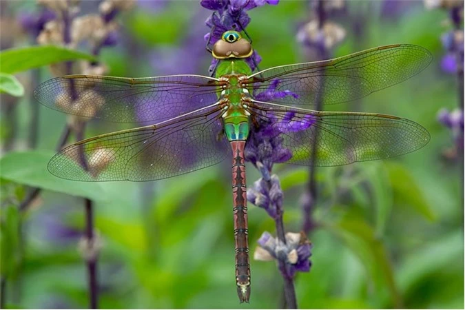 Chuồn chuồn xanh Darner. (Ảnh: MNN).