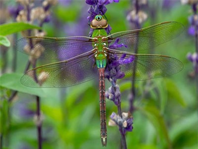 Loài chuồn chuồn mất ba đời để di cư 1.600km hàng năm