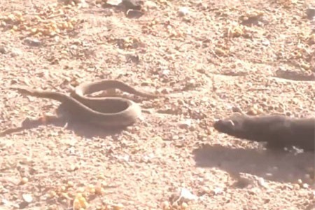 Clip: Đùa giỡn với chồn, rắn chuông nhận cái kết thảm