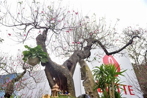 CLIP: Đã mắt ngắm cây đào ‘rồng bay lên trời’, giá hơn trăm triệu