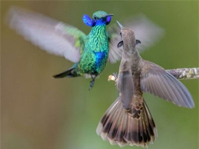 Loài chim ruồi hiện vẫn đang tiến hóa có răng trong… mỏ