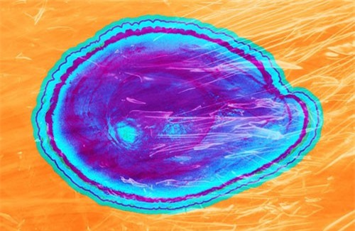 Vỏ bọc ăn được có thể giữ thực phẩm tươi lâu hơn