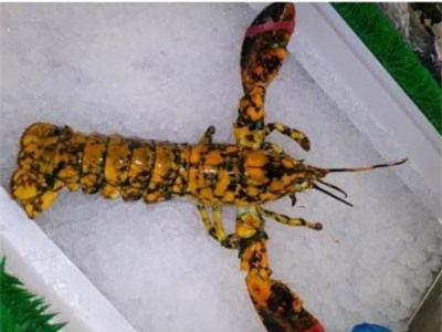 Phát hiện tôm hùm cực hiếm, 30 triệu con mới có 1