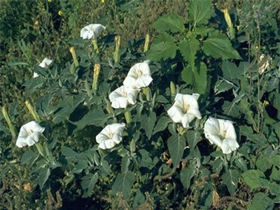 Những loại cây độc nhất thế giới