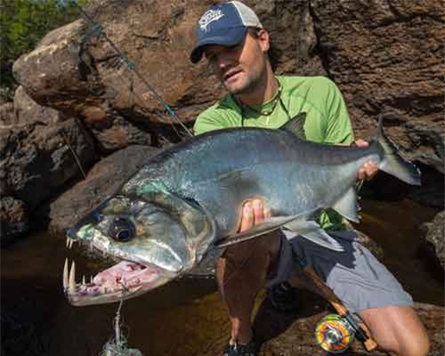Khám phá loài cá ma cà rồng gớm ghiếc, có nanh dài 15cm