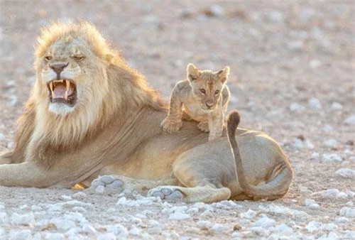 Trong chùm ảnh, con sư tử con liên tục leo lên người cha mình hết cắn lại đùa bỡn đuôi.