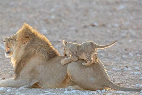 Chùm ảnh được nhiếp ảnh gia Jason Kandume chụp lại được ở Công viên quốc gia Etosha, Namibia.