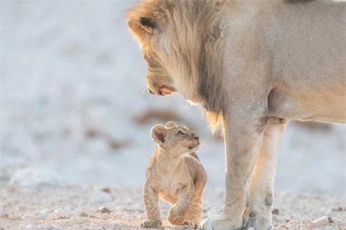 Dù rất tức giận, nhưng sư tử cha chỉ dám gầm gừ hù dọa con mình chứ không dám làm gì.