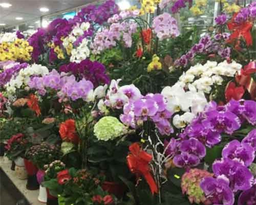 Nhiều làng hoa ở TP HCM đang tất bật vào vụ Tết