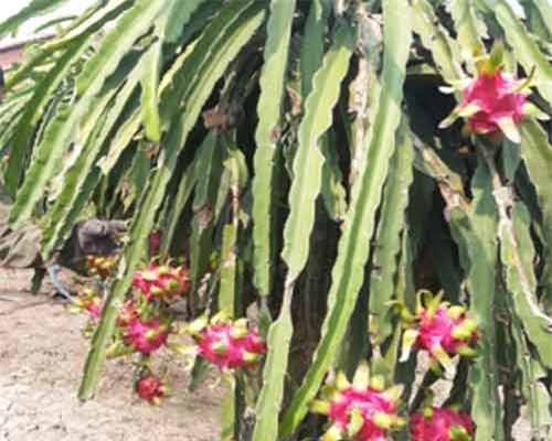 Hàng nghìn ha thanh long tại Tiền Giang chín đỏ chờ Tết