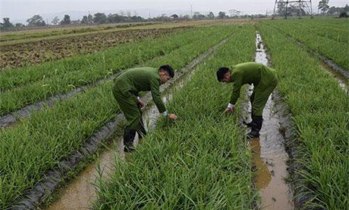 Quảng Ninh: Thiếu tiền mua ma túy, cắt trộm 6.000 bông hoa huệ đem bán