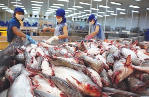 Xuất khẩu cá tra có thể đạt 2,2 tỷ USD trong 2019
