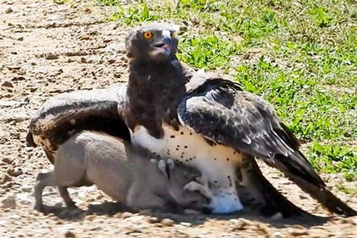 Clip: Đại bàng đoạt mạng heo rừng trong chớp mắt