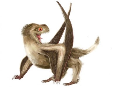 Thằn lằn bay có thể có lông