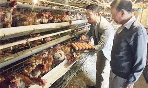 HTX Quý Hiền: Không chỉ giúp xã viên tăng thu nhập