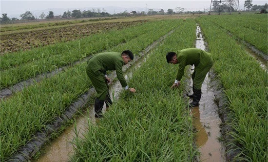 Thiếu tiền mua ma túy, cắt trộm 6.000 bông hoa huệ đem bán - Ảnh 1.