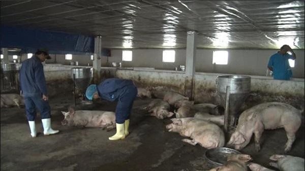 Huế: Phát hiện gần 200 con heo nhiễm bệnh lở mồm long móng 