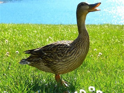 Những sự thật về loài vịt khiến bạn té ngửa