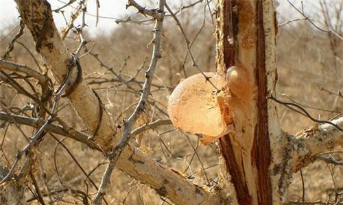 Hành trình tạo ra nguyên liệu sản xuất kẹo cao su