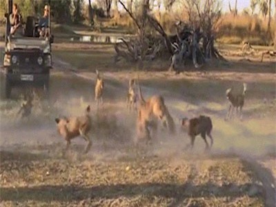 CLIP: Màn hỗn chiến giữa chó hoang và sư tử cái