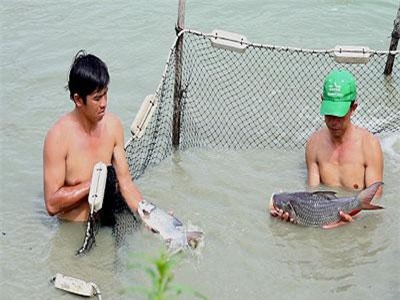 An Giang: Nuôi đàn 'thủy quái' chả phải cho ăn, bán 1 con lời 1 triệu đồng