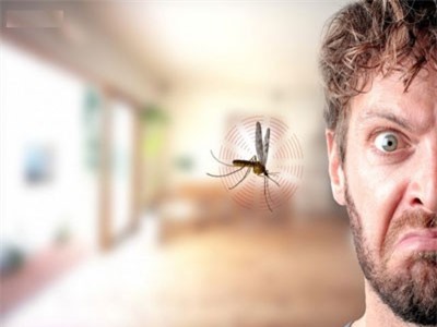 Những sự thật thú vị về loài muỗi