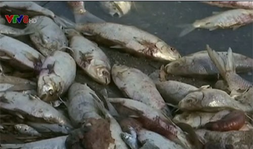 Australia bơm oxy xuống sông để giải cứu cá