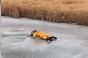 CLIP: Lính cứu hỏa lao xuống hồ băng giải cứu một con chó