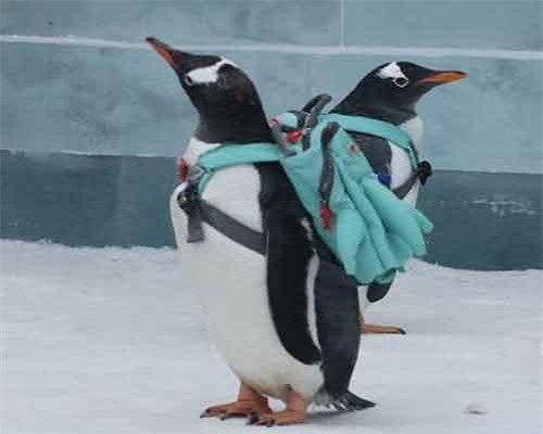 Giữa băng tuyết thơ mộng, chim cánh cụt đeo ba lô nổi như cồn