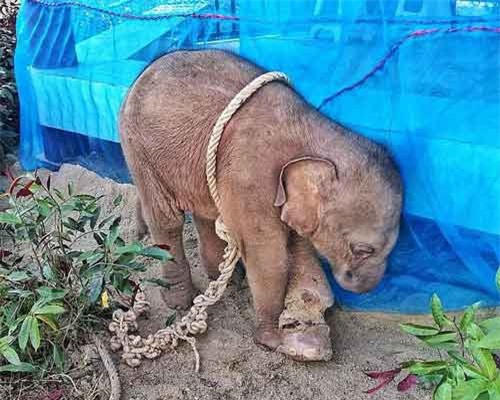 Xót xa bé voi bị kẻ săn trộm hành hạ đến chết