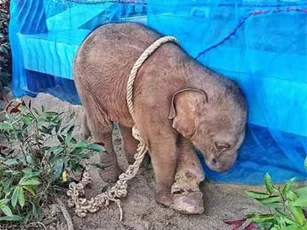 Xót xa bé voi bị kẻ săn trộm hành hạ đến chết