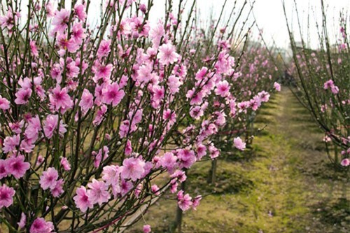 Ý nghĩa bất ngờ của 9 loài hoa chơi Tết đuổi tà khí, hút tài lộc cho gia chủ