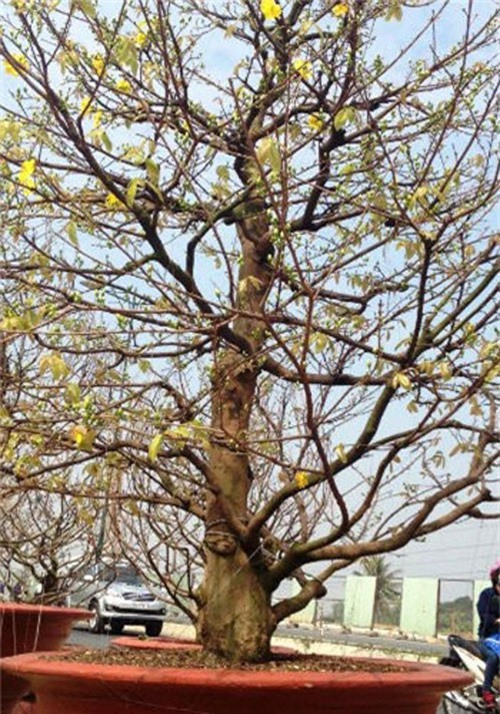 Mai cổ thụ chơi Tết được đặt thuê sớm
