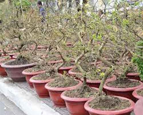 Quảng Nam: Cho thuê mai dịp Tết, bỏ túi gần tỉ đồng