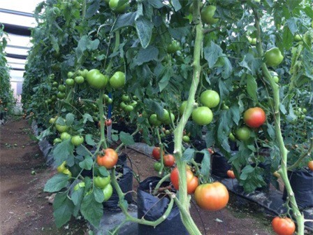 Đắk Lắk: Tổ chức hội nghị xúc tiến đầu tư dịp Lễ hội cà phê 2019