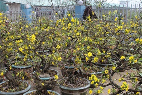 BẢN TIN TÀI CHÍNH - KINH DOANH: Xuất khẩu dầu thô giảm, nhà vườn mai tất bật vào Tết